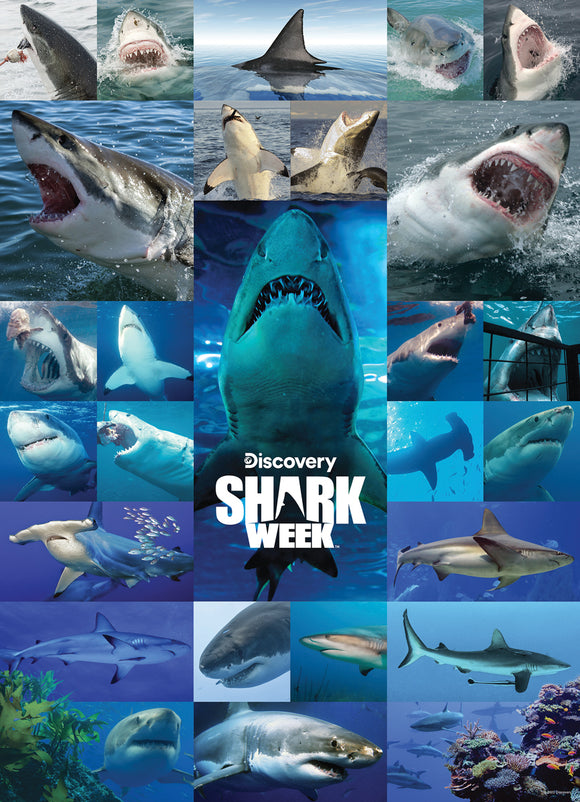 Puzzle: Shark Week - Shiver of Sharks 1000pcs